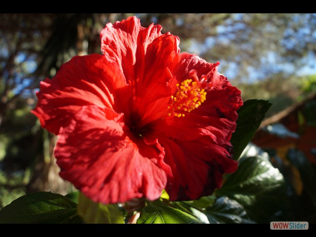 77_Jolie fleur 77_Jolie fleur