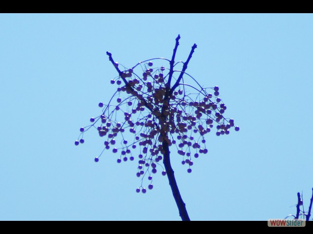 217_Lilas de Perse 217_Lilas de Perse