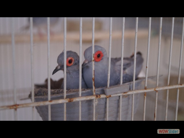 3_Jolis oiseaux