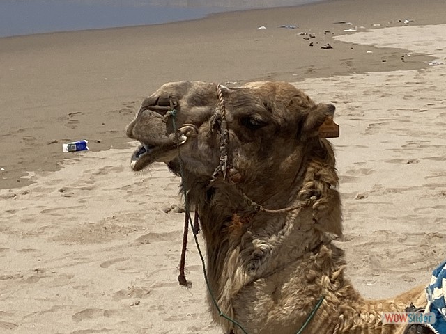 43_Tifnit, plage, chez Maxime