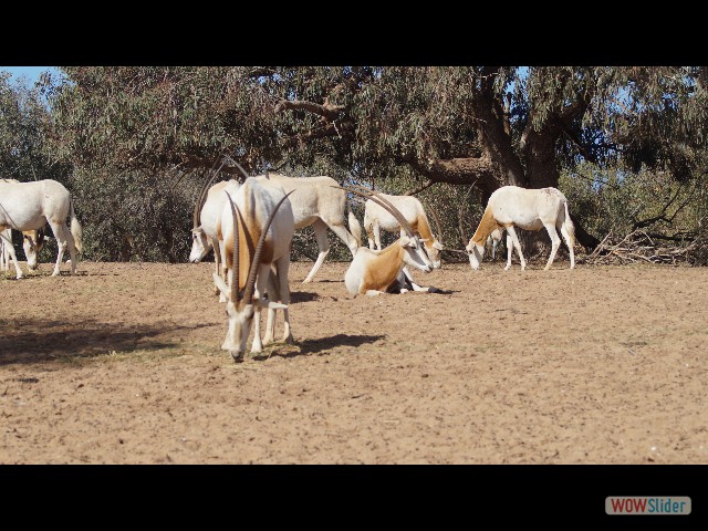 34_Parc Souss Massa 34_Parc Souss Massa