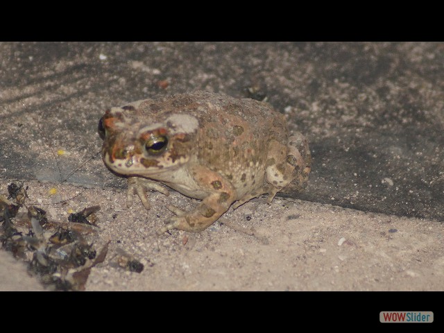 11_Crapaud 11_Crapaud