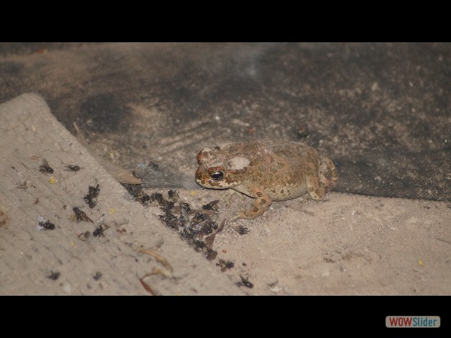 12_Crapaud 12_Crapaud