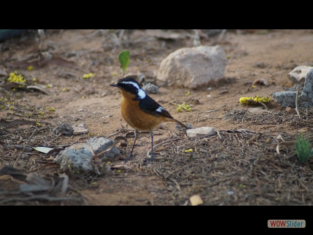 4_Oiseaux 4_Oiseaux