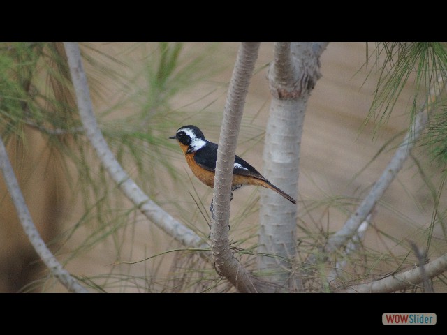 5_Oiseaux 5_Oiseaux