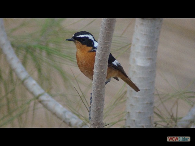6_Oiseau 6_Oiseau