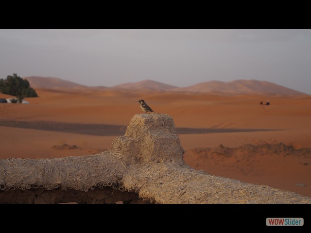 10g_Merzouga