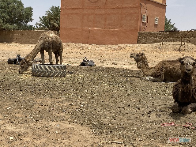 28_Merzouga