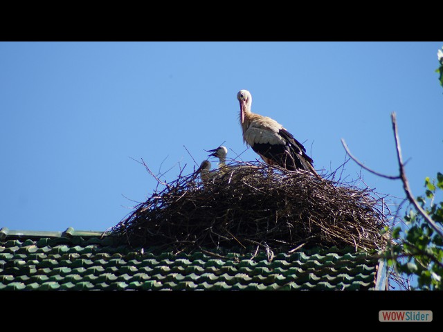 79_Azrou, cigogne