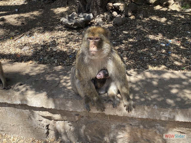 12_Les singes