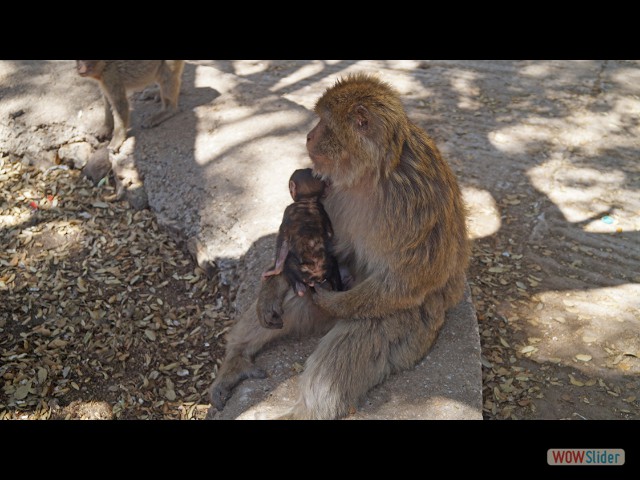 17_Les singes