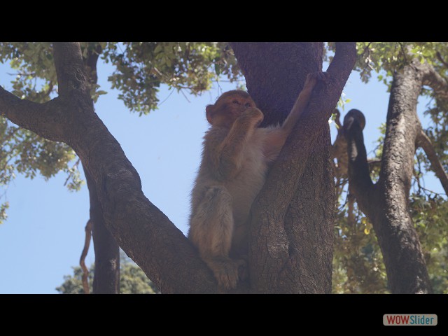 19_Les singes