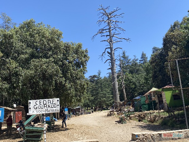 21_Le cèdre Gouraud