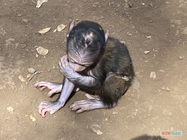 32_Petit singe