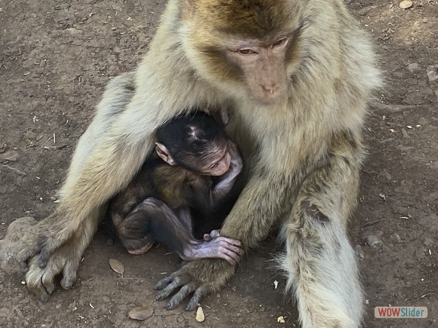 33_Les singes