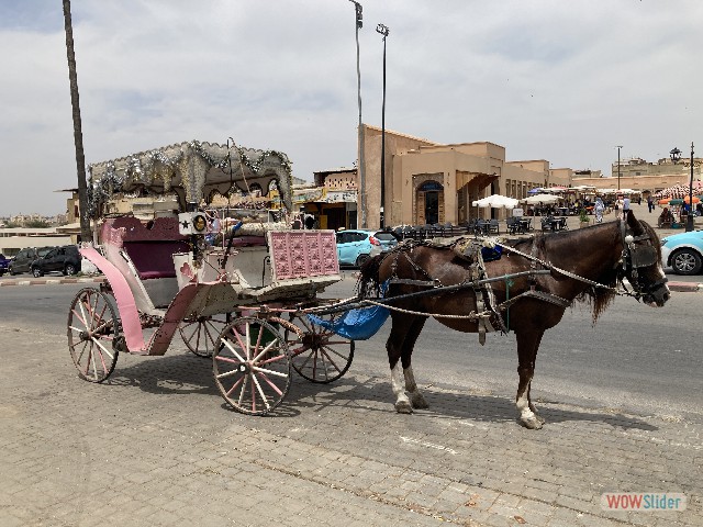 4_Meknès, calèche