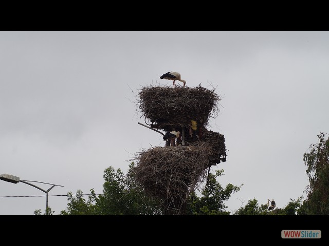 67_Kénitra, cigognes