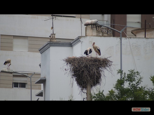 68_Kénitra, cigognes