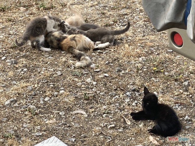 81_Kénitra, petits chats