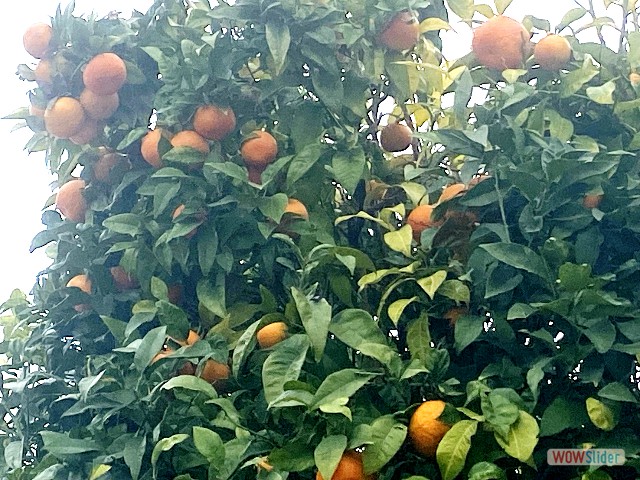 15_Oranges amer 15_Oranges amer