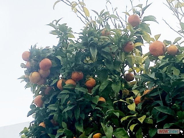 16_Oranges amer 16_Oranges amer
