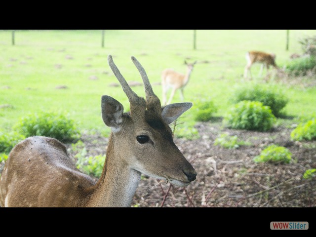 23_Biche