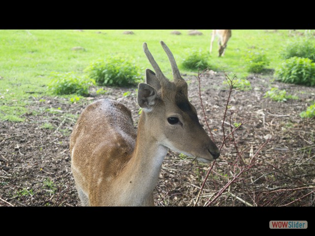 24_Biche