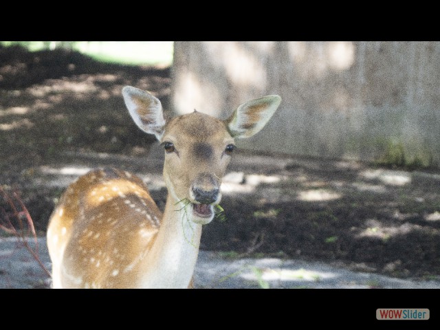 25_Biche