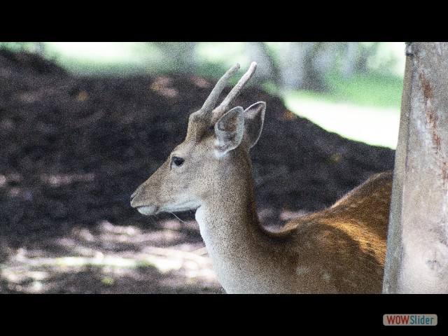 26_Biche
