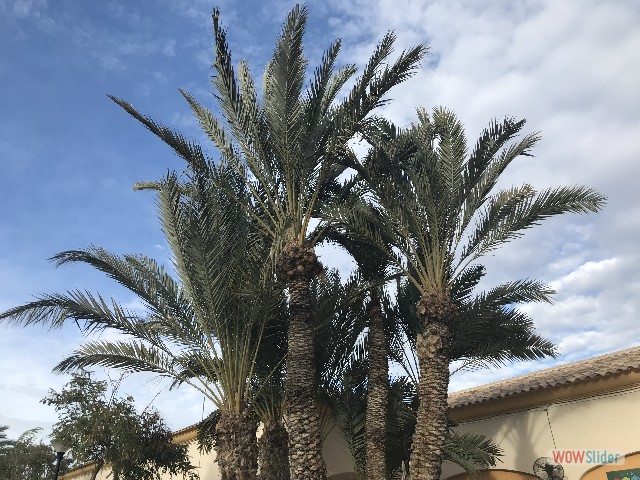 62_Crevillent, camping Marjal