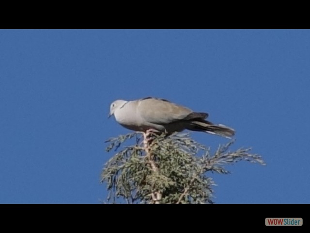 826_Zagora
