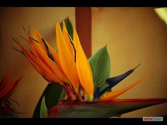 466_Jolie petite fleur http://wowslider.net/