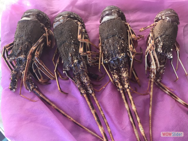 650_Langoustes, avant 650_Langoustes, avant