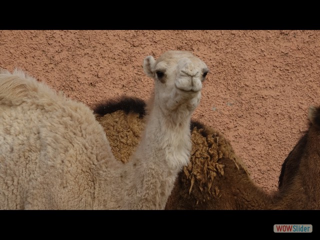 930_Guelmim, le souk