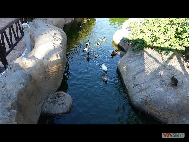 60_Oropesa Del Mar, les jardins