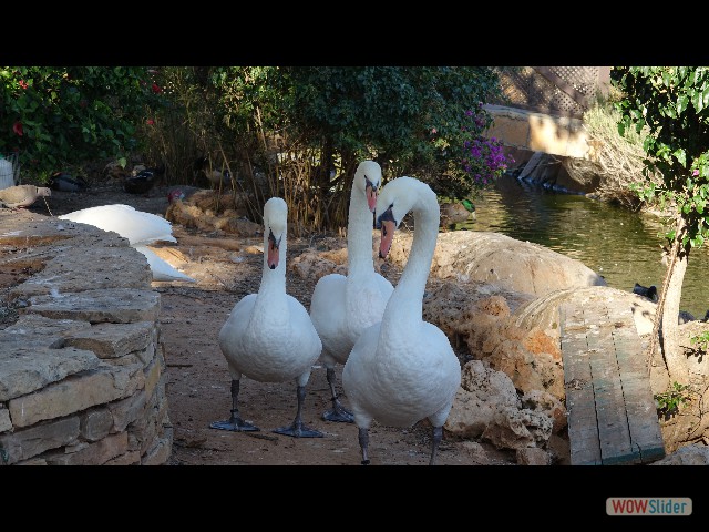 68_Oropesa Del Mar, les jardins