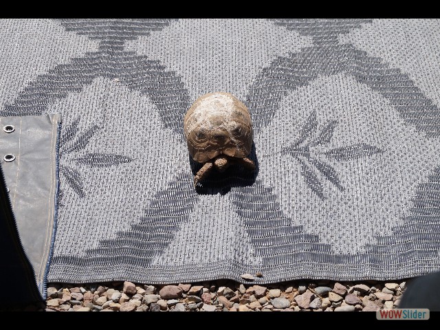 1137_Camping Takat, petite tortue