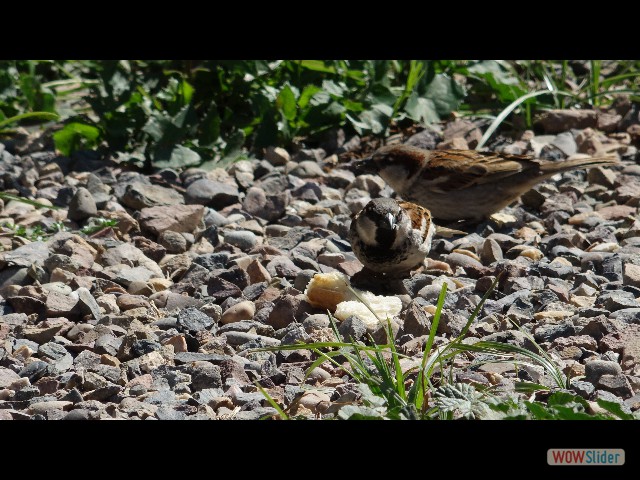 1156_Takat, pain pour les oiseaux 1156_Takat, pain pour les oiseaux