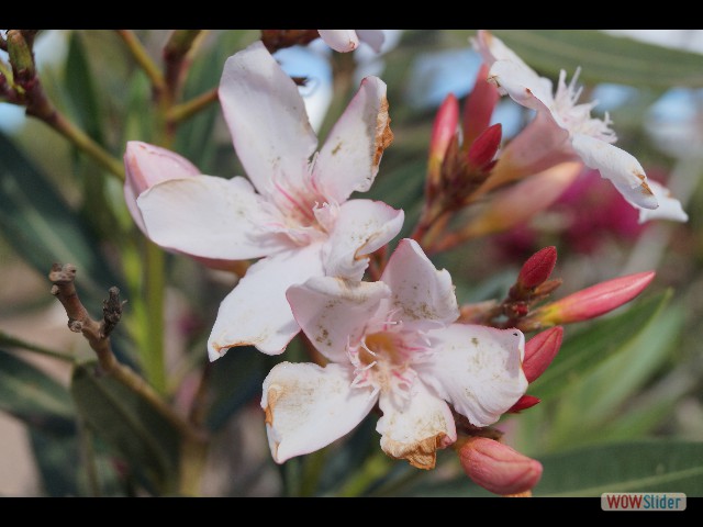 1195_Takat, petites fleurs