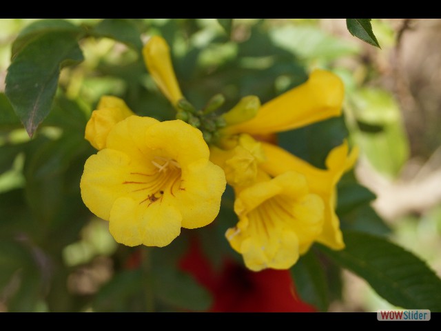 1200_Takat, petites fleurs