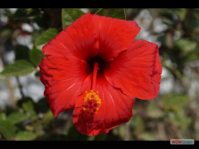 1202_Takat, petites fleurs