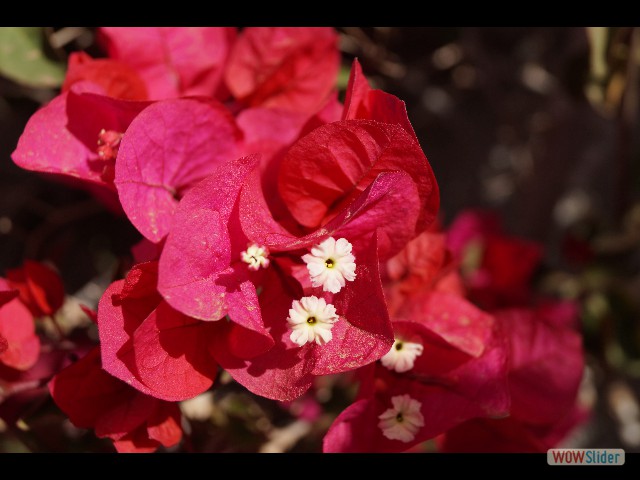 1213_Petites fleurs 1213_Petites fleurs
