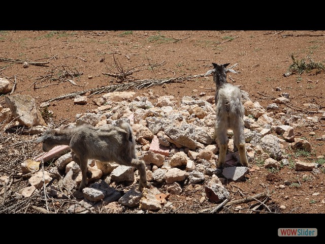1399a_Takat, moutons
