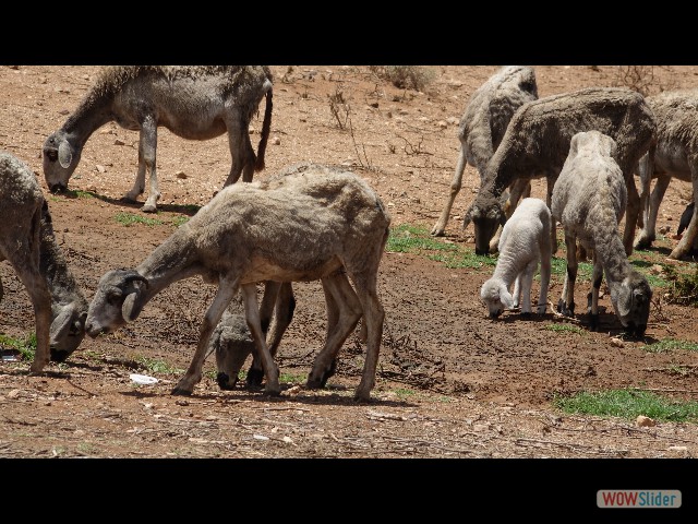 1401_Takat, moutons