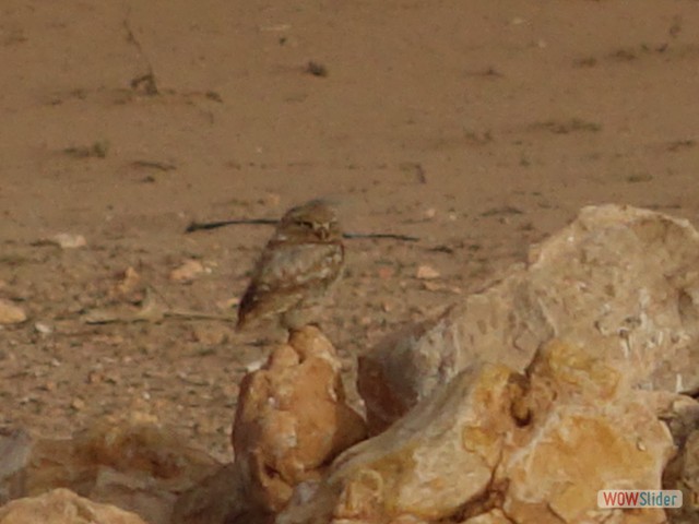 1484_Bakanou, chouette