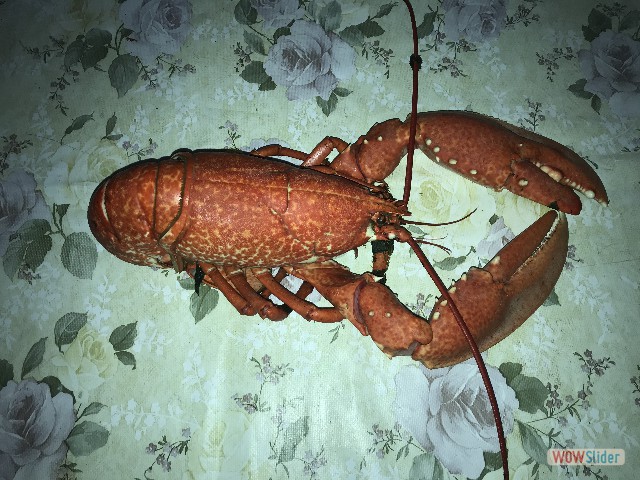 272_Takat, Homard