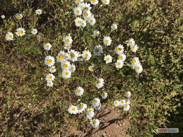 1_Jolies Marguerites