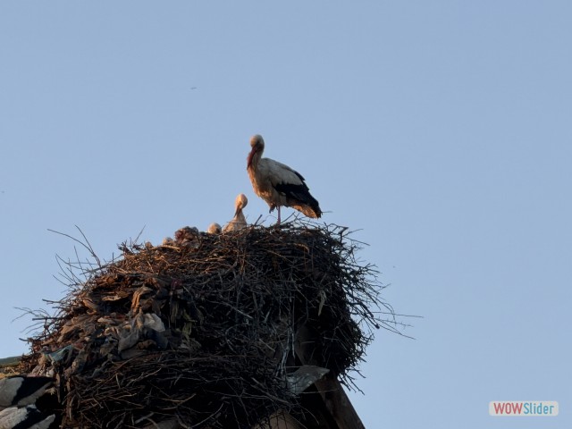 79_Azrou, cigognes