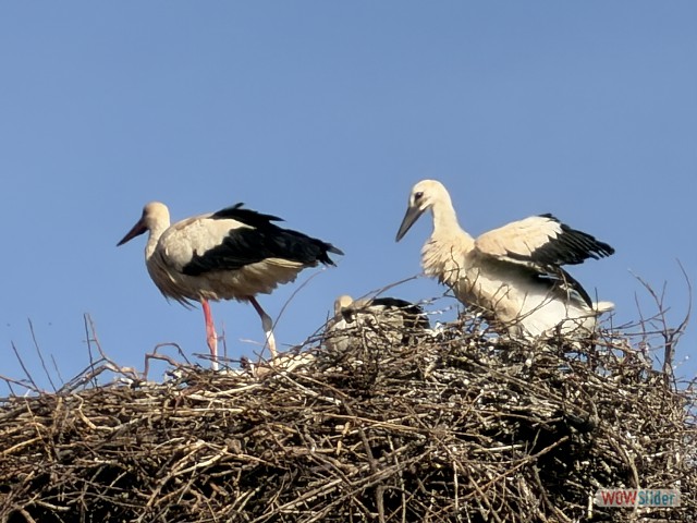 30_Cigognes 30_Cigognes