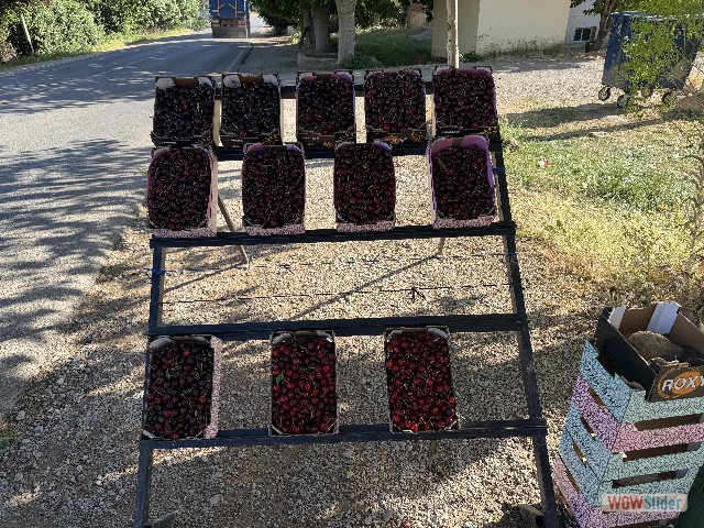 32_Cerises 32_Cerises